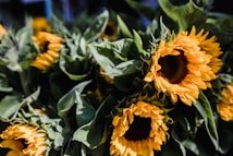 A cluster of vibrant sunflowers with yellow petals and dark brown centers surrounded by lush green leaves.
