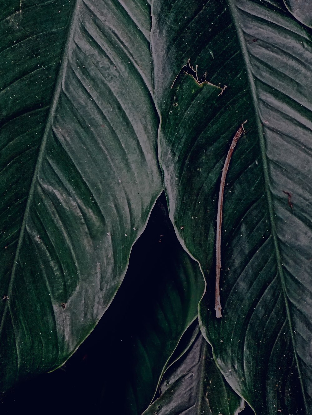 green leafed plant