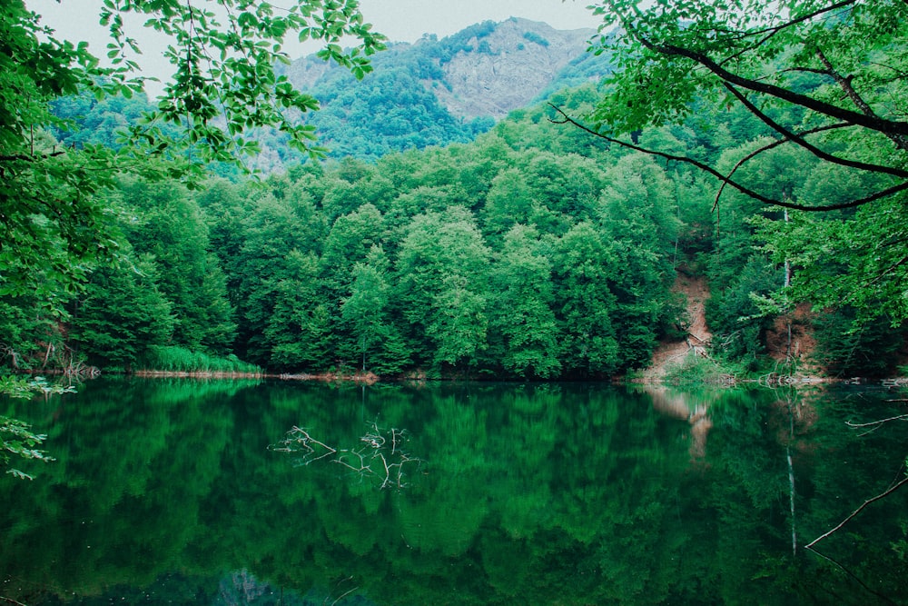 Plan d’eau calme près d’un champ d’herbe verte