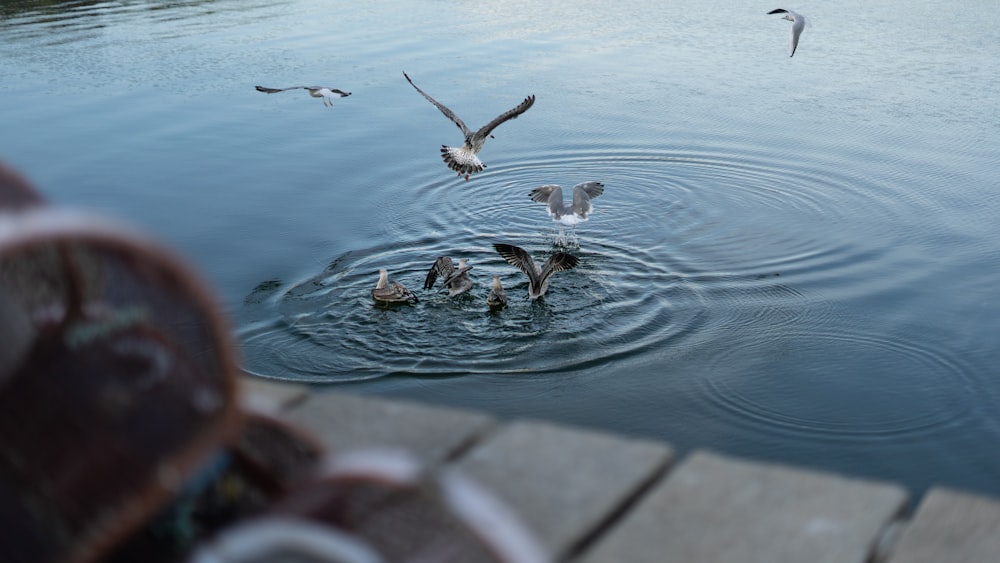 pájaros en un cuerpo de agua tranquilo