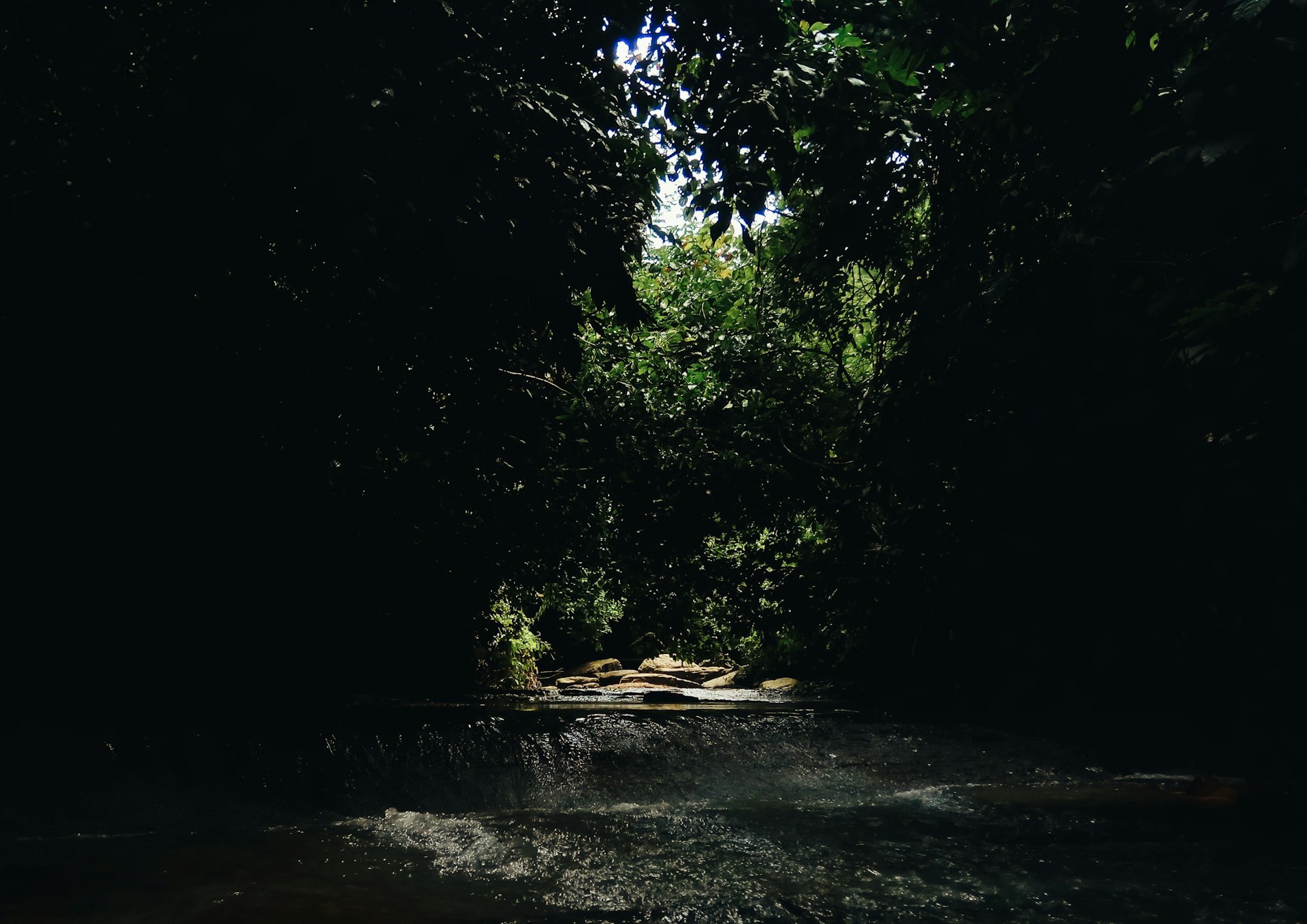 Dense forest with lush green trees typical of the tropical climate