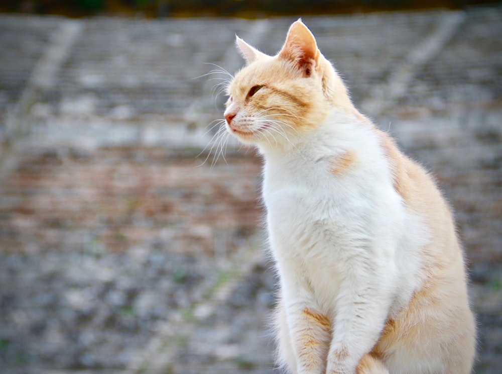 orange and white tabby cat