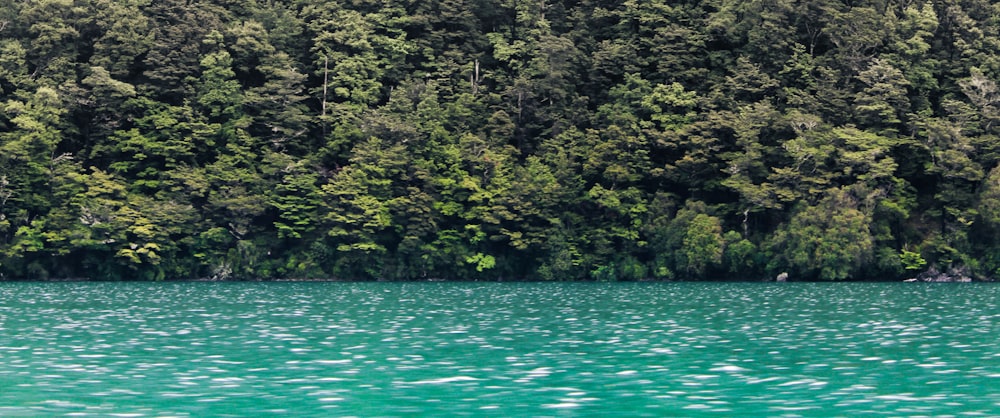 a large body of water surrounded by trees