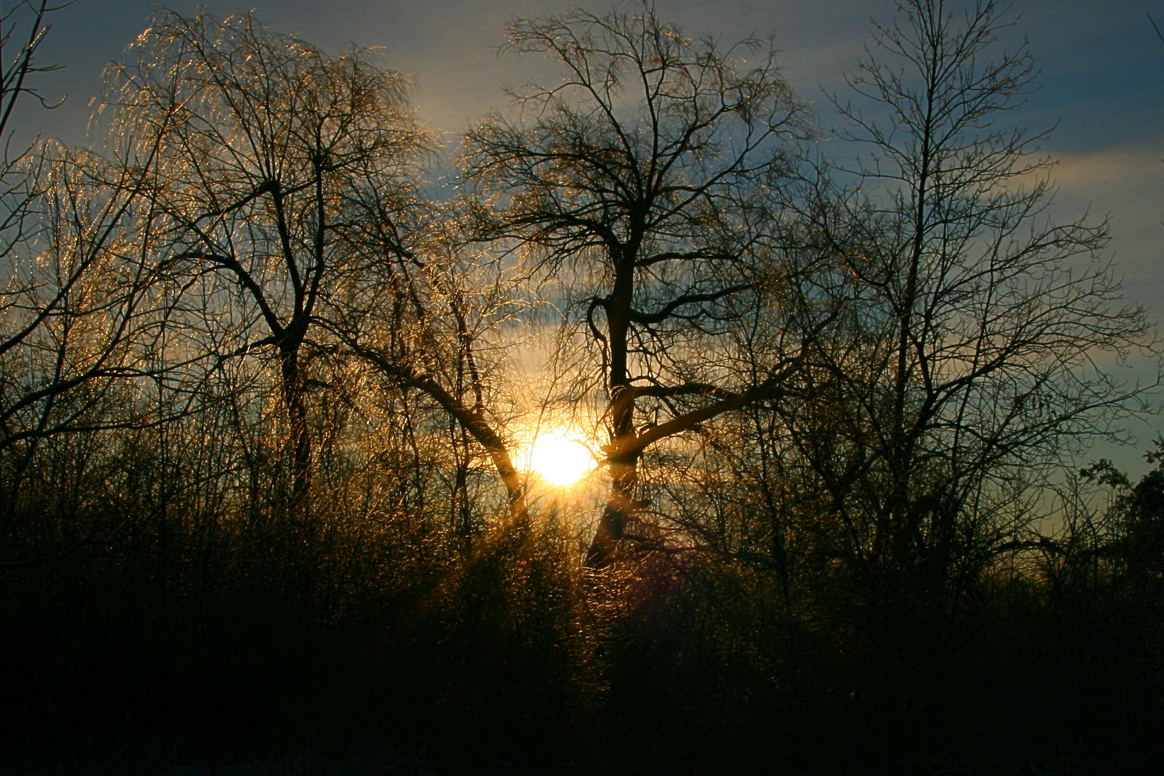 Morpher header image