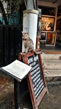 A cat is sitting on a wooden sign outside a cafe, with several framed paintings visible inside and a menu stand nearby. The environment appears artistic and cozy.