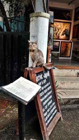 A cat is sitting on a wooden sign outside a cafe, with several framed paintings visible inside and a menu stand nearby. The environment appears artistic and cozy.