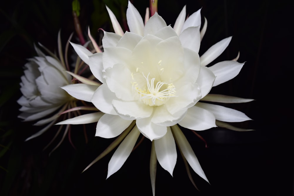 white petaled flower