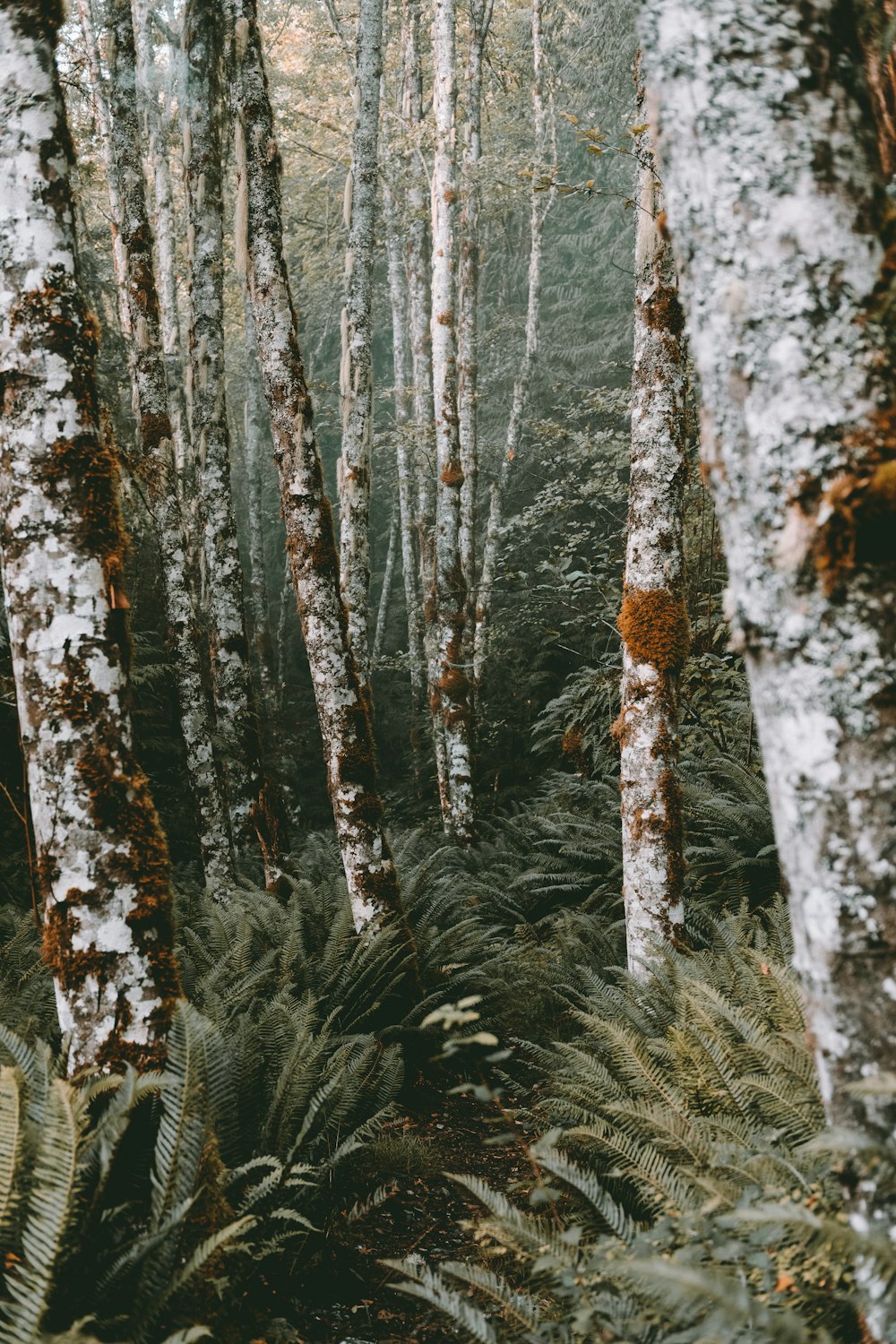 brown trees