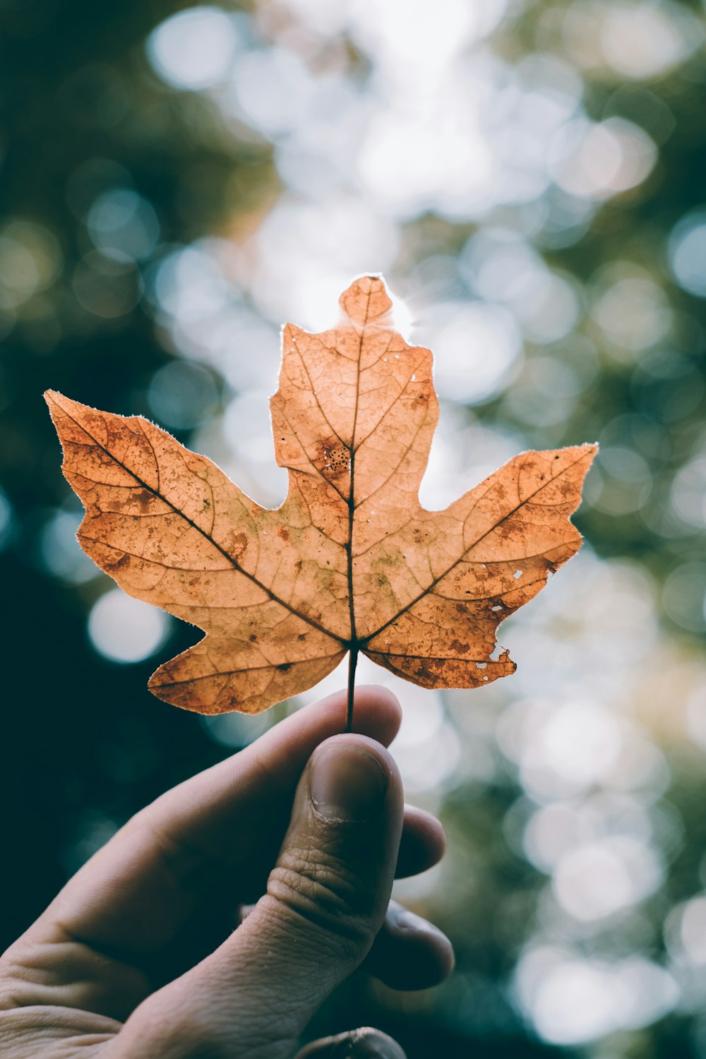 selective focus photo of brown maple leaf