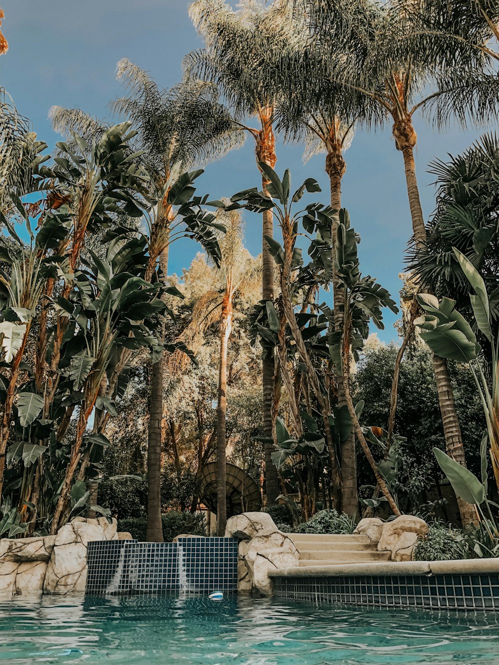 low angle photo of coconut trees