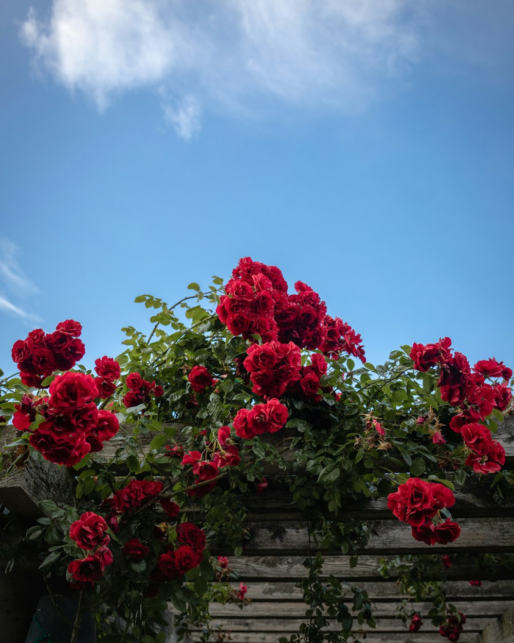 red petaled flower