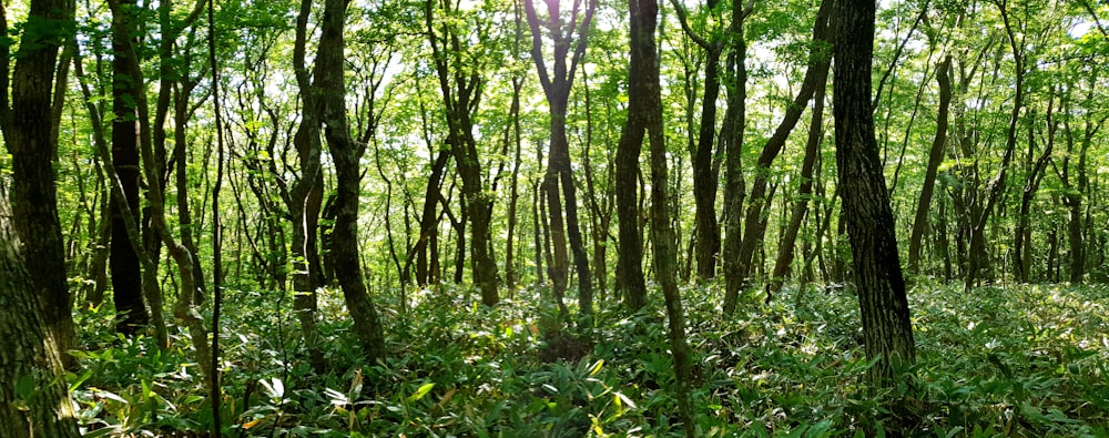 pastos de hojas verdes