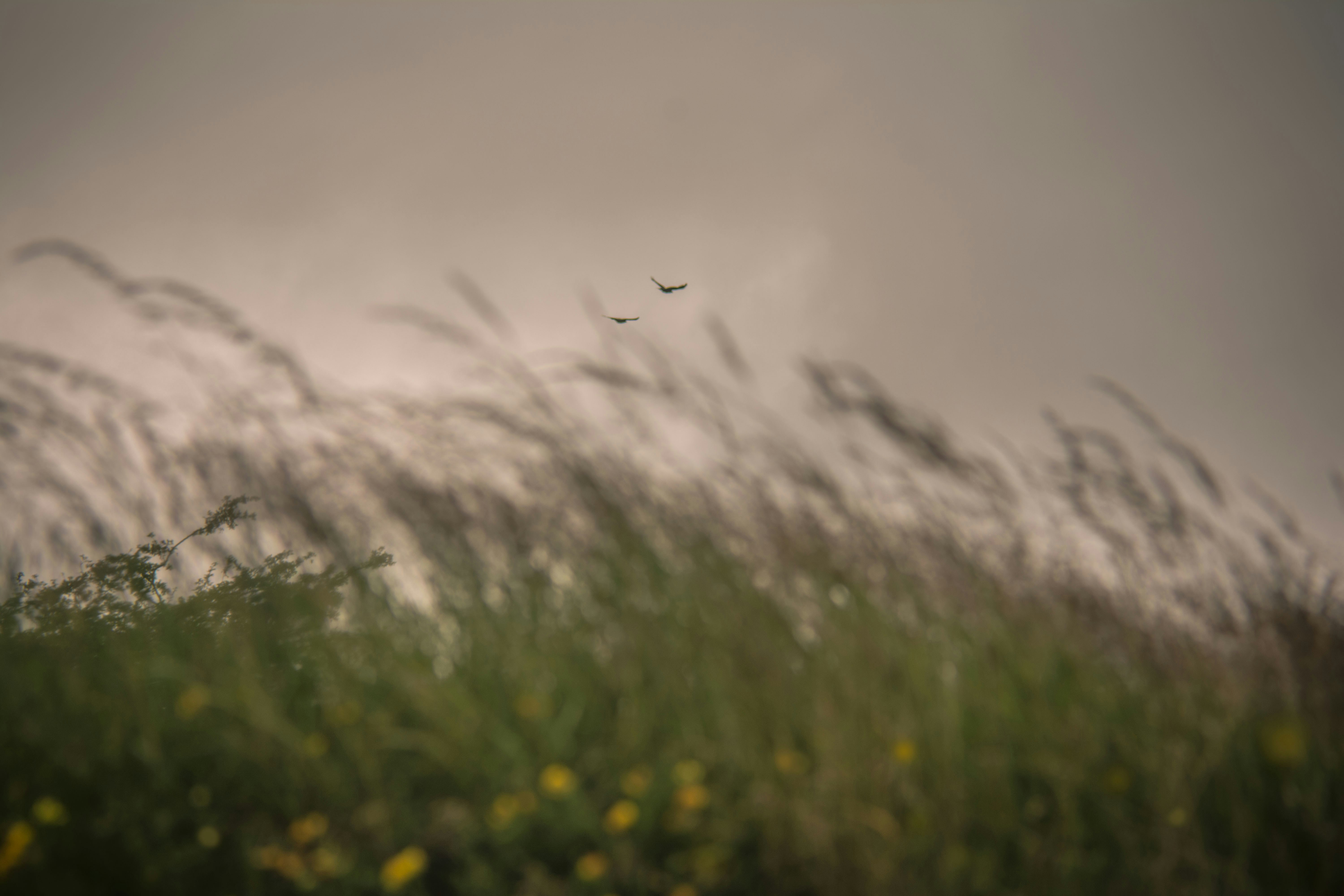 selective focus photo of grass field