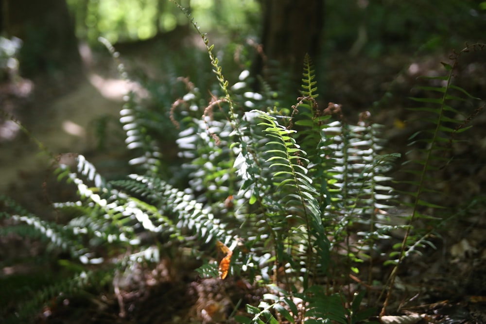 green leaf plant