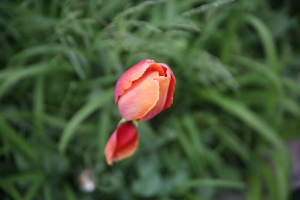 red flower buds