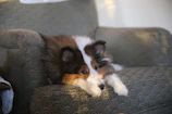 Soft pastel-colored dog blanket draped over a sleek armchair in a sunlit room.