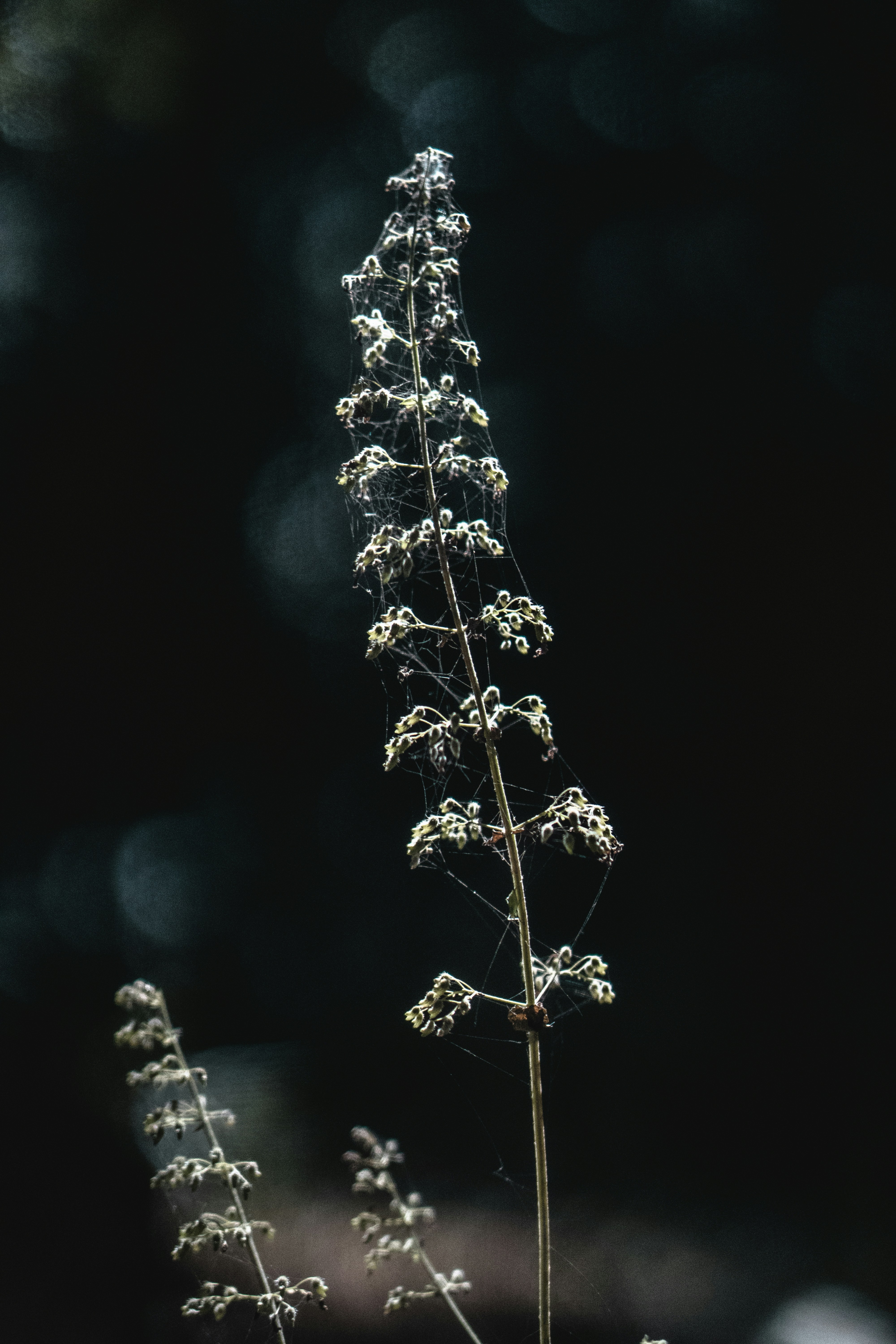 Photo by nimbae