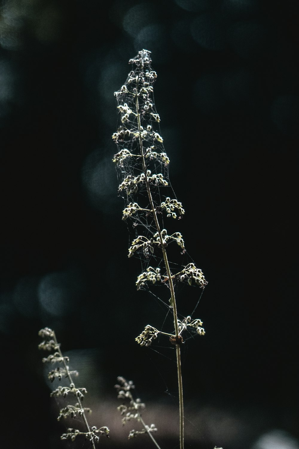 a close up of a plant with small white flowers