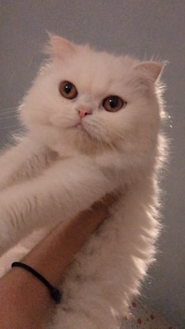 A volunteer gently holding a fluffy white cat during a health check.