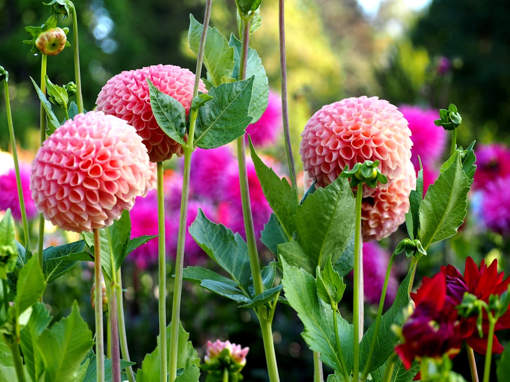 pink flowers