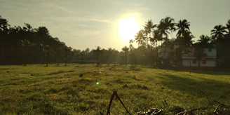 A serene cacao farm at sunrise, blending natural beauty with spiritual calm.