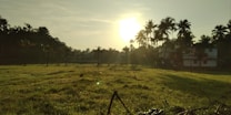 A serene rural landscape at sunrise or sunset, with the sun casting a warm glow over a grassy field. Tall palm trees are silhouetted against the bright sky, and a house is partially visible amidst the trees.