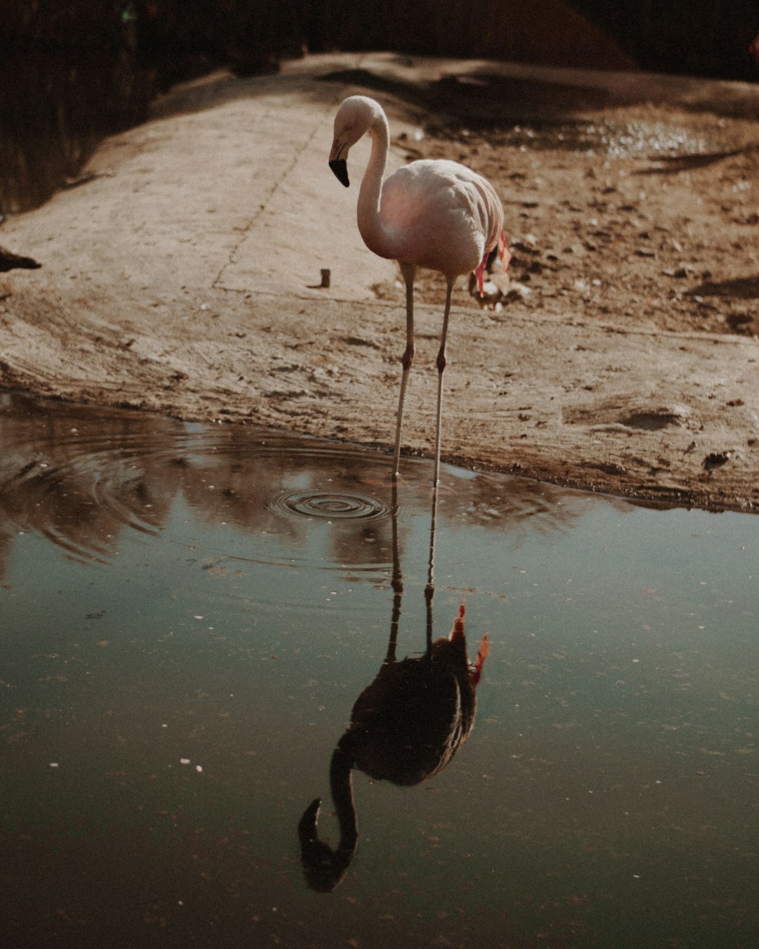 white flamingo