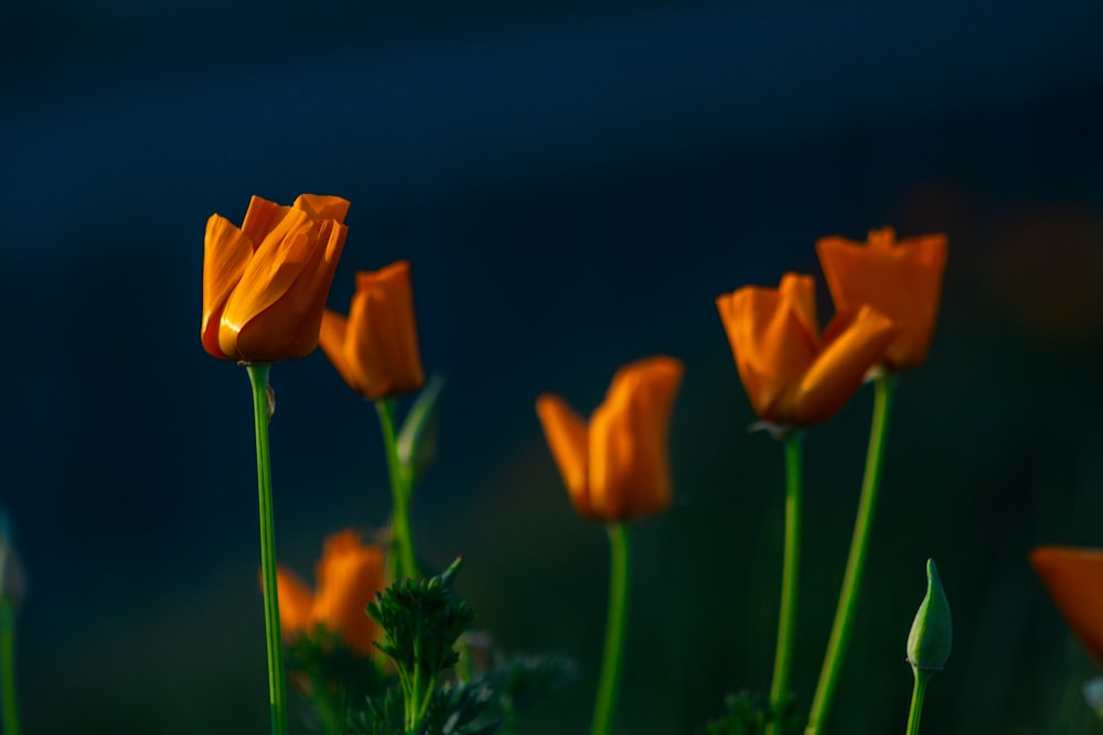 macro photography of orange tulip flowers