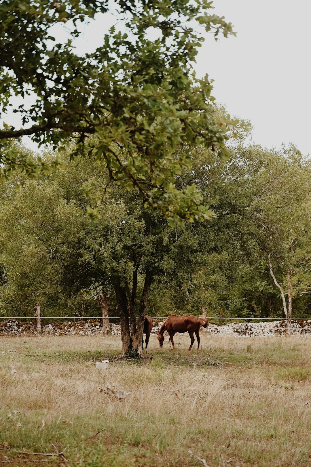 brown horse beside tree