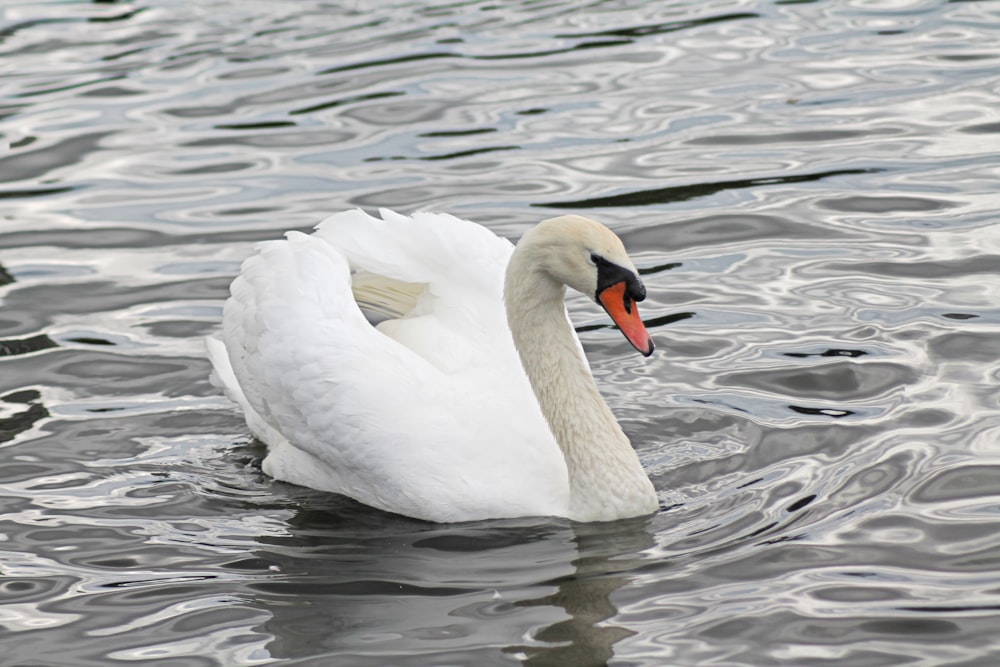 white swan