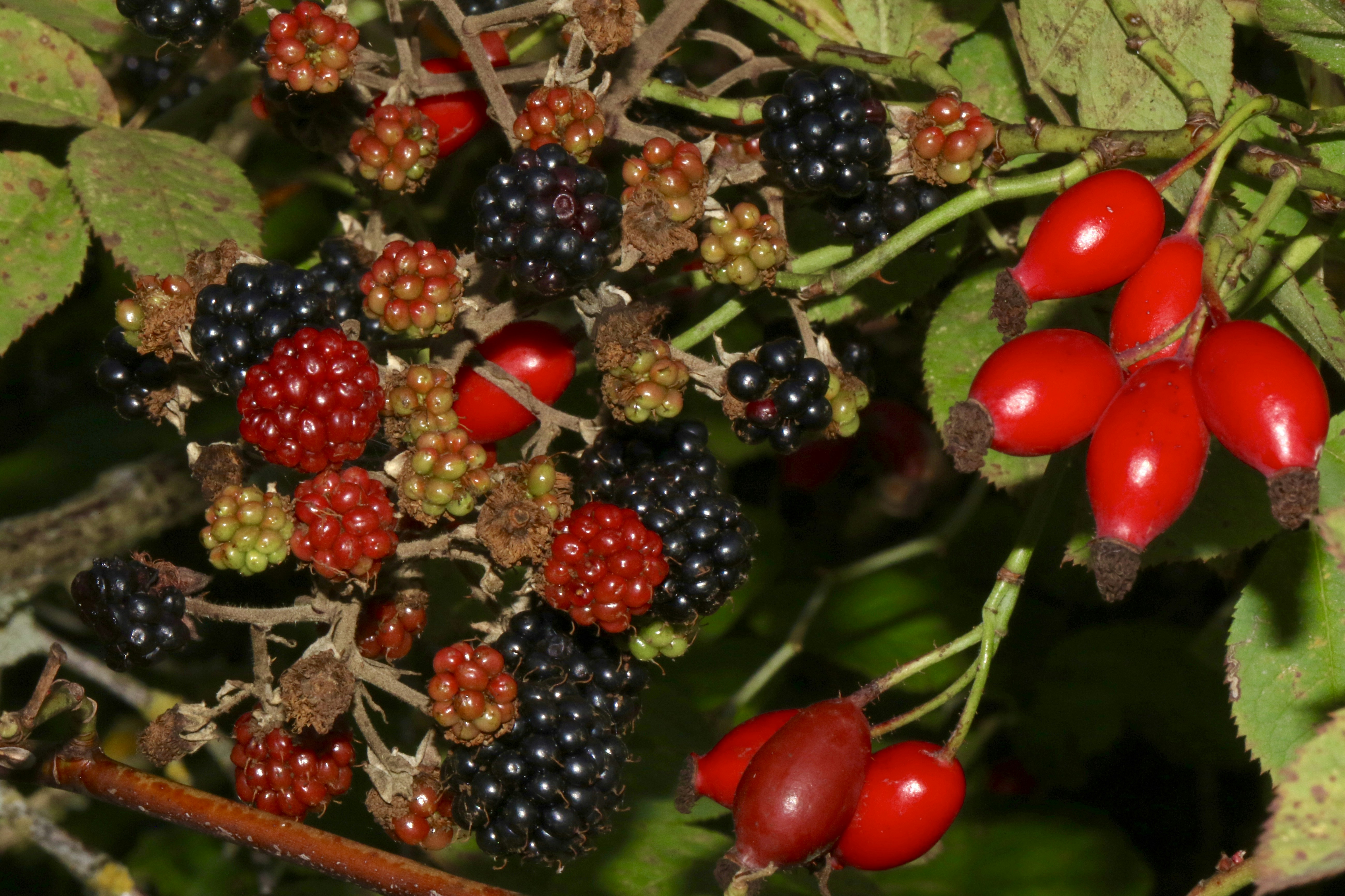 Autumn antioxidant berries