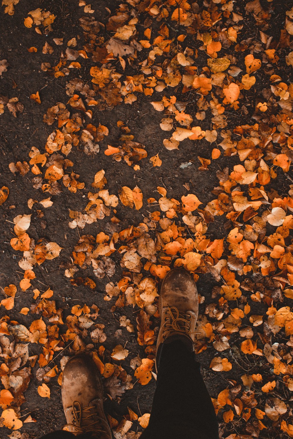 brown leaves on ground
