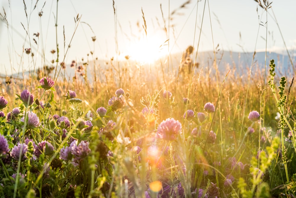 purple petaled flowers