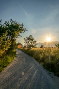 pathway between plants during daytime