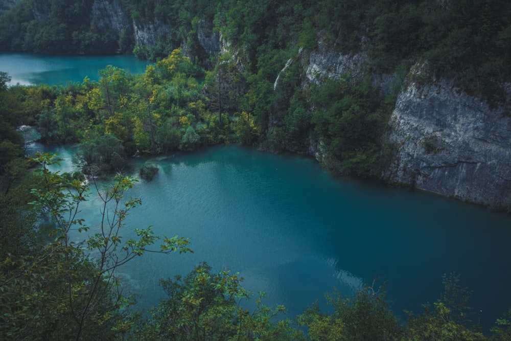 body of water and pine trees