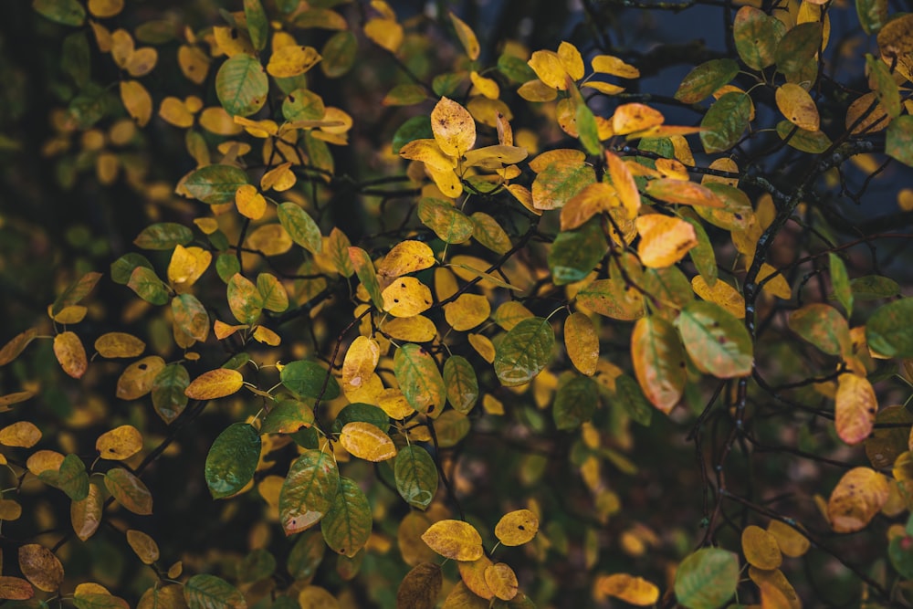 green-leafed plant