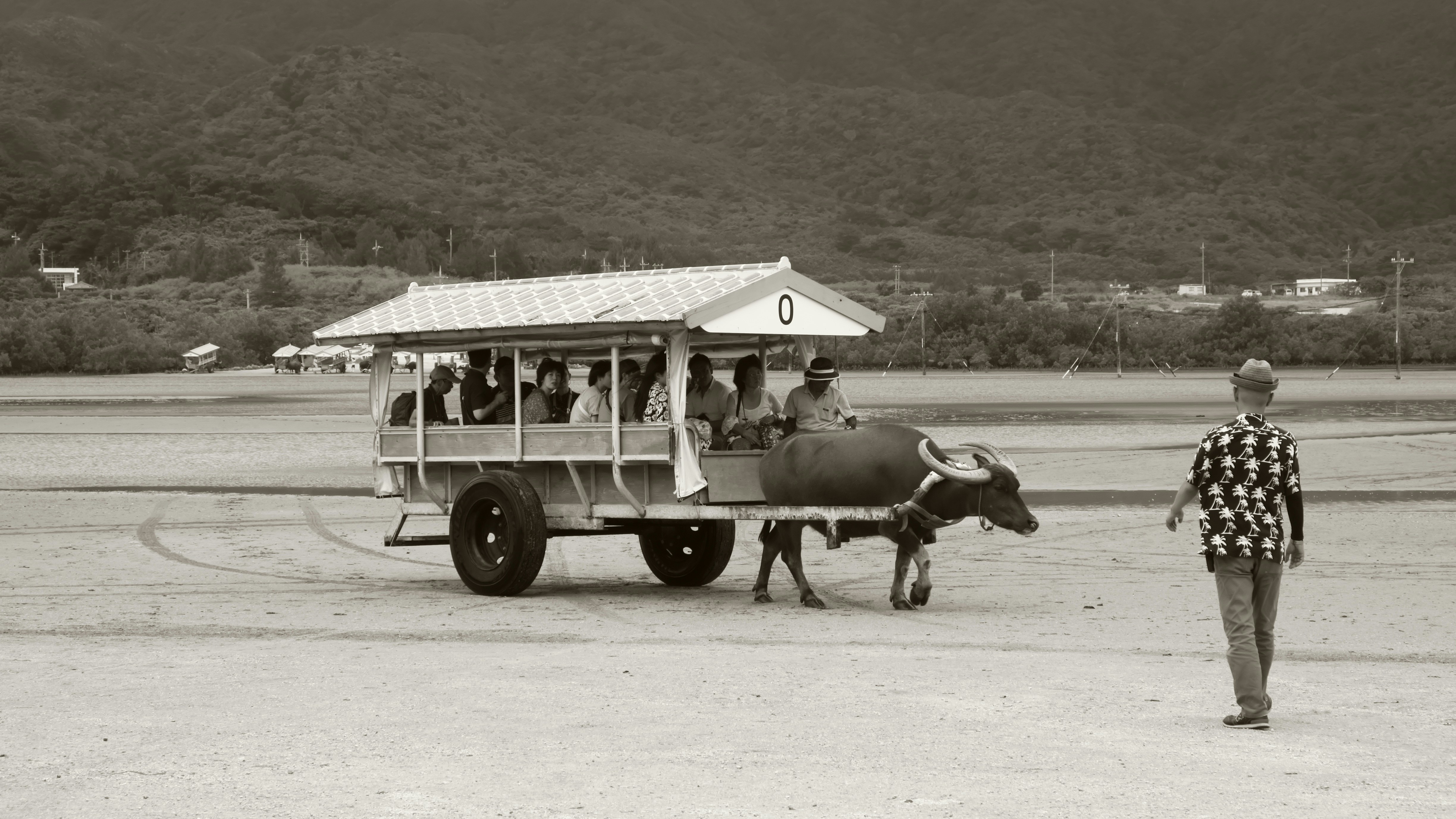 grayscale photography of water buffalo carriage with passenger