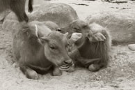 Close-up of a water buffalo calf resting beside its mother in the farm.