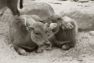 Close-up of a water buffalo calf resting beside its mother in the farm.