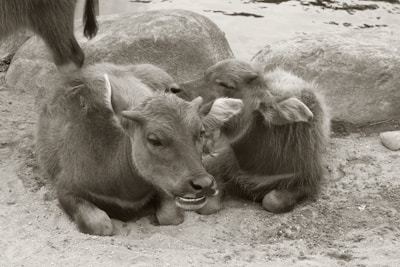 Close-up of a water buffalo mother and calf resting together in a green pasture