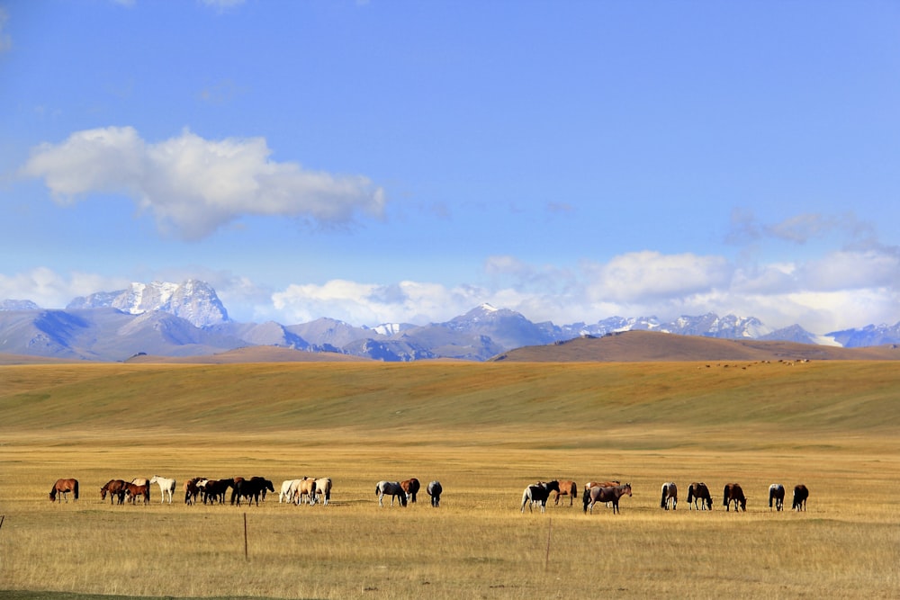 group of horses on field