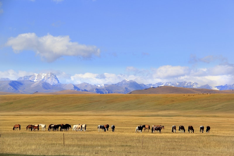 group of horses on field