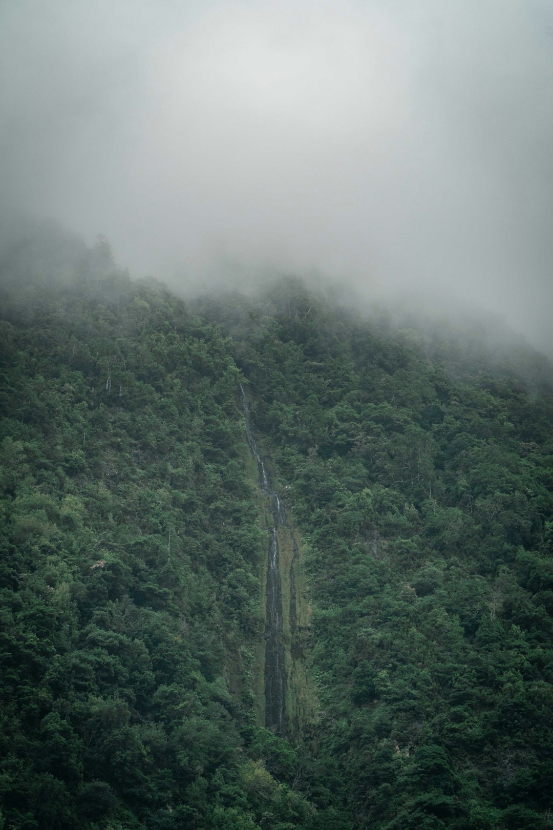 Forest photo spot Madeira  Levada do Risco