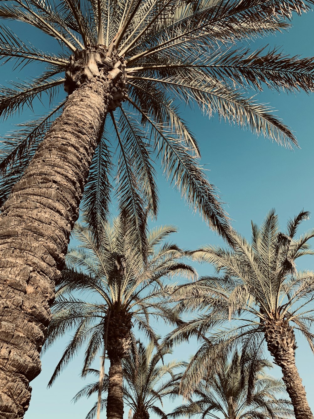 palm trees