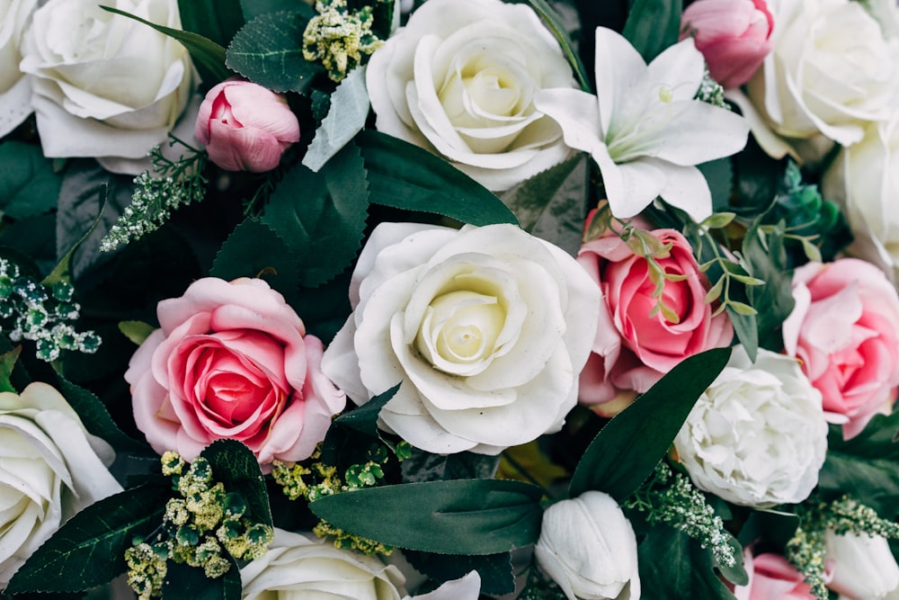 white and pink roses