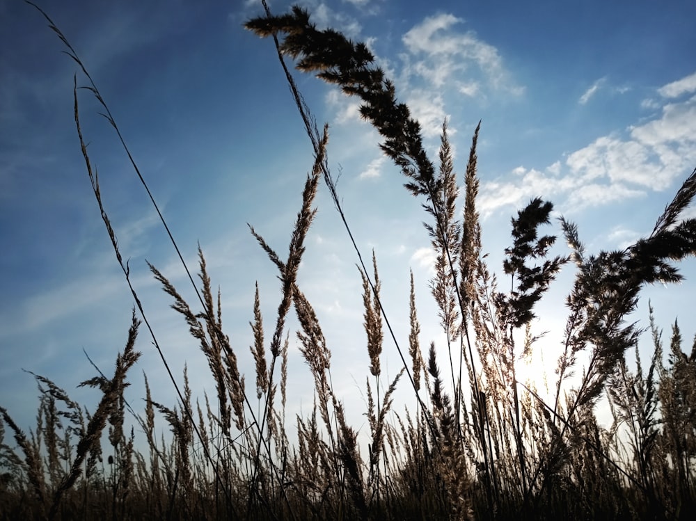 macro photography of brown wheat field under blue and white skies during daytime