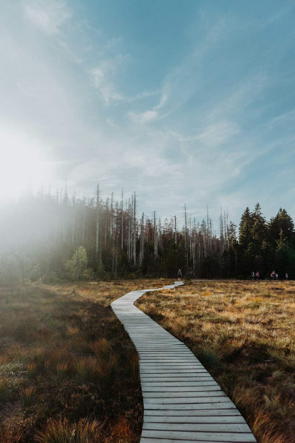 gray wooden walkway