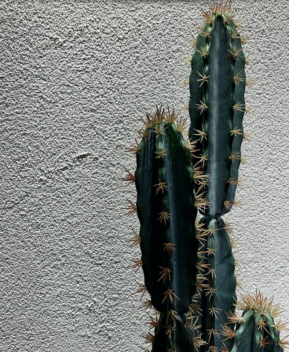 green cactus plant
