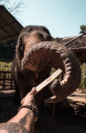 gray elephant