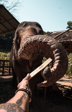 gray elephant